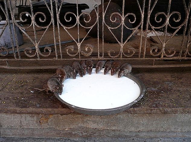 In Karni Mata füttern die Besucher die etwa 20.000 heiligen Ratten.