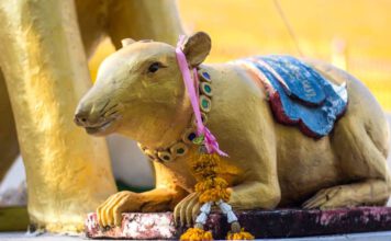 Die Ratte gilt in Indien als heiliges Tier, da sie das Reittier von Ganesha ist.