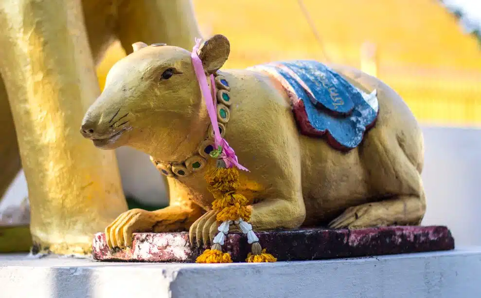 Die Ratte gilt in Indien als heiliges Tier, da sie das Reittier von Ganesha ist.