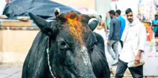 Das bekannteste heilige Tier der Inder ist die Kuh. Sie gehört auch in Großstädten ins alltägliche Straßenbild.