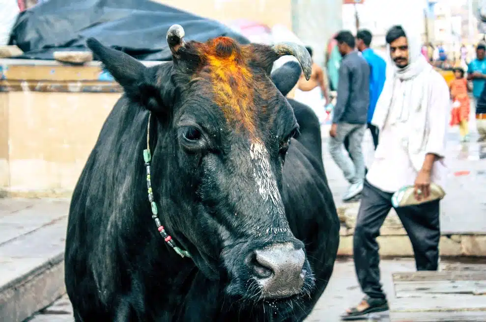 Das bekannteste heilige Tier der Inder ist die Kuh. Sie gehört auch in Großstädten ins alltägliche Straßenbild.
