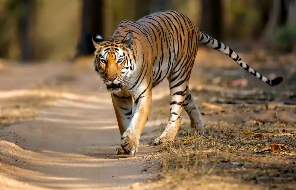 Der Königstiger gilt als das Nationaltier der Inder.