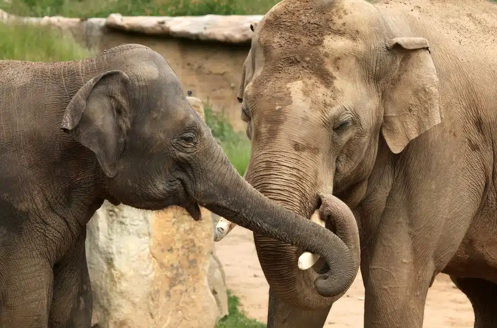 Der in Indien lebende Elefant unterscheidet sich vom afrikanischen vor allem durch seine wesentlich kleineren Ohren.
