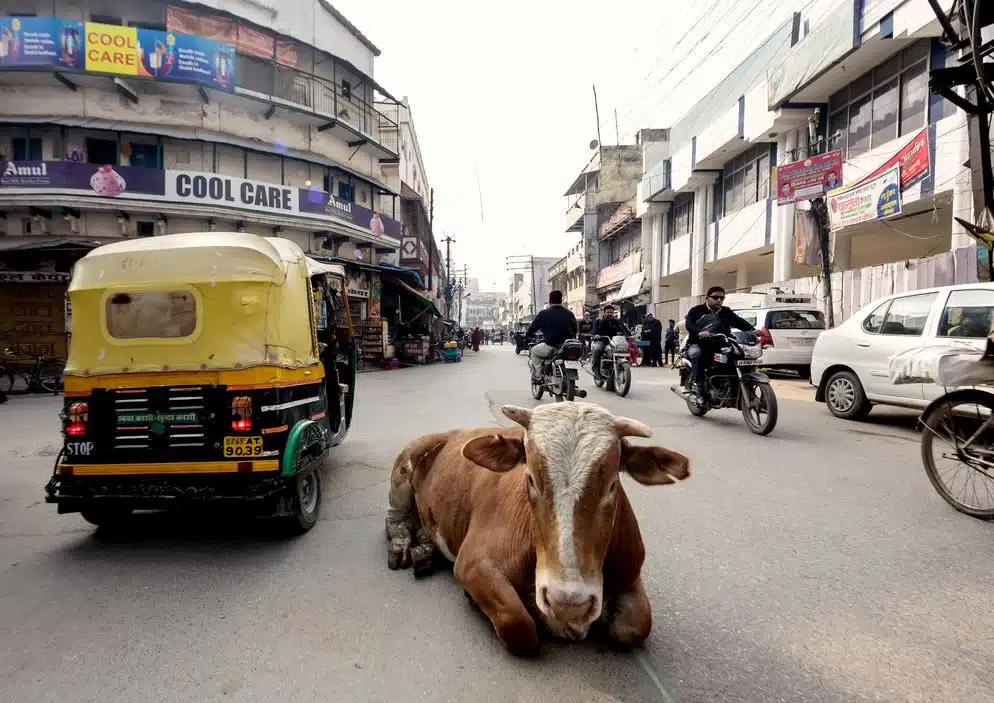 Die heilige Kuh im Straßenverkehr einer indischen Stadt.