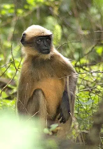 Nicht alle Affen sind in Indien heilig, sondern vor allem die Languren-Affen, die im Deutschen auch Hanuman-Affen genannt werden.